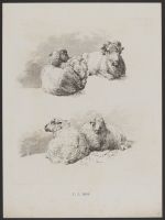 Studies of Rams and Sheep (plate 2)