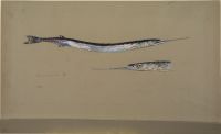 Garfishes