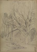 Tree study (recto)