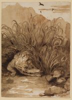 Crocodile emerging from the rushes towards the water's edge