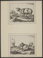 A sheep resting in a landscape
