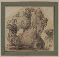 Four dromedaries