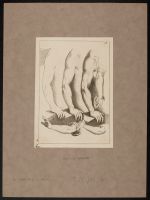 Studies of arms
