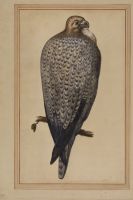 Lanner falcon perched on a branch