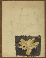 Studies of flowers