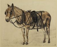 Mule in harness
