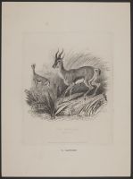 The Gazelle