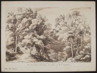Wooded landscape