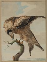 Kite perched on a branch