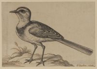 Study of a wagtail