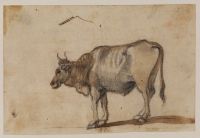 Study of an ox