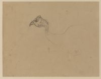 Head of a guinea-fowl