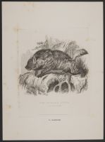 The Striped Hyena