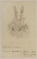 Butter burr in flower (formerly 'Plant study')