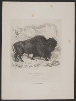 The Bonassus