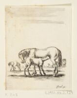 A Horse and her Foal