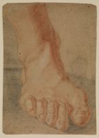 Study of a right foot