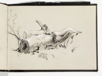 Fallen tree trunk