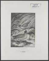 Coot and Moorhen