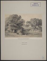 Forest of Pietrapennata