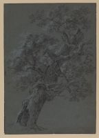 Oak tree (recto)