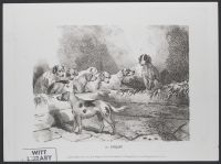 Group of Dogs in barn