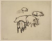 Pigs