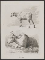 Studies of a Sheep and a Bull (plate 3)