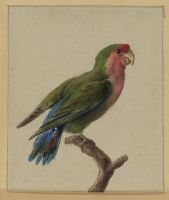 Green and red parrot