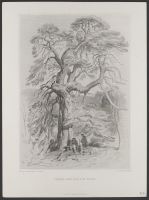 Under the Old Fir Tree