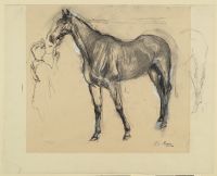 Study of a horse