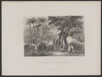 A Scene in the Brazilian Forest