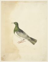 Bird - Columba