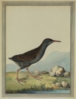 Water-rail