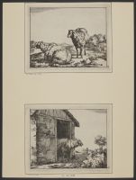 A sheep coming out of a stable
