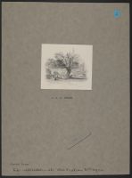 An Old Oak