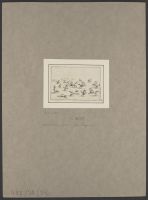 Freed running horses (chevaus courant en liberté)