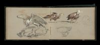 Studies of eagles