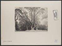Old Trees at Northwick
