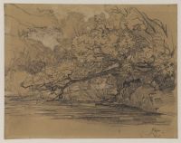 Wooded bank with tree trunk leaning over water