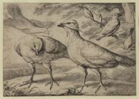 Pair of bustards with a gathering of other birds