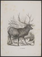 Wapiti (elk)