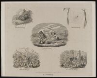 Plate 2 Adhesiveness