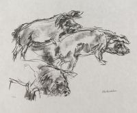 Apulia - Three wild boar (Drei Eber)