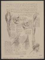 Anatomical Study of Head, Shoulder, Arm, and Hand