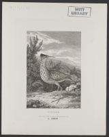 Bittern