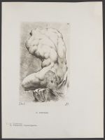 Torso Belvedere, rearview Plate 24 from Signorum veterum icones, 100 plates plus  title-page, of etchings after classical sculpture, dedicated to  Johannes Wtenbogaard and Constantijn Huygens
