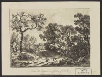 Forest Landscape