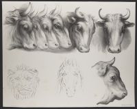 Seven bull heads, one horse head and one lion head