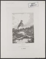 Quails